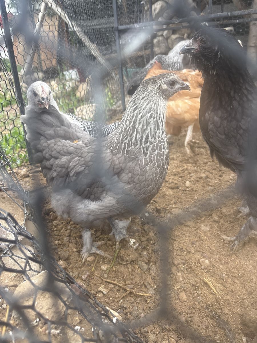 Beautiful Batam/laying breeds 4mo old