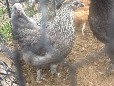 Beautiful Batam/laying breeds 4mo old