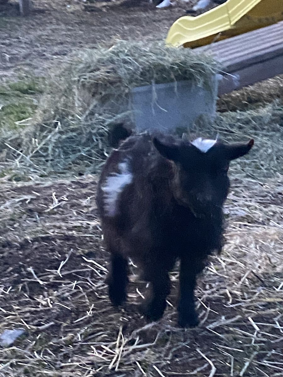 Weathered, Pygmy Buckling