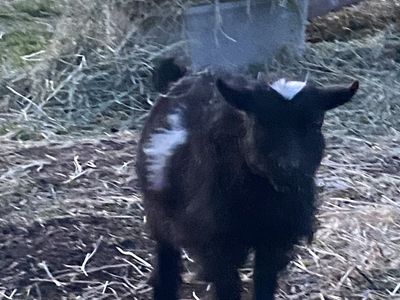 Weathered, Pygmy Buckling