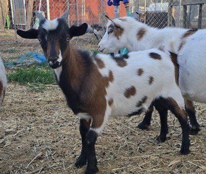 Baby Goats for Sale - Nigerian Dwarf Goat Kids (Boys & Girl)