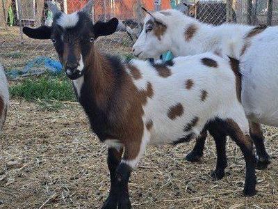Baby Goats for Sale - Nigerian Dwarf Goat Kids (Boys & Girl)