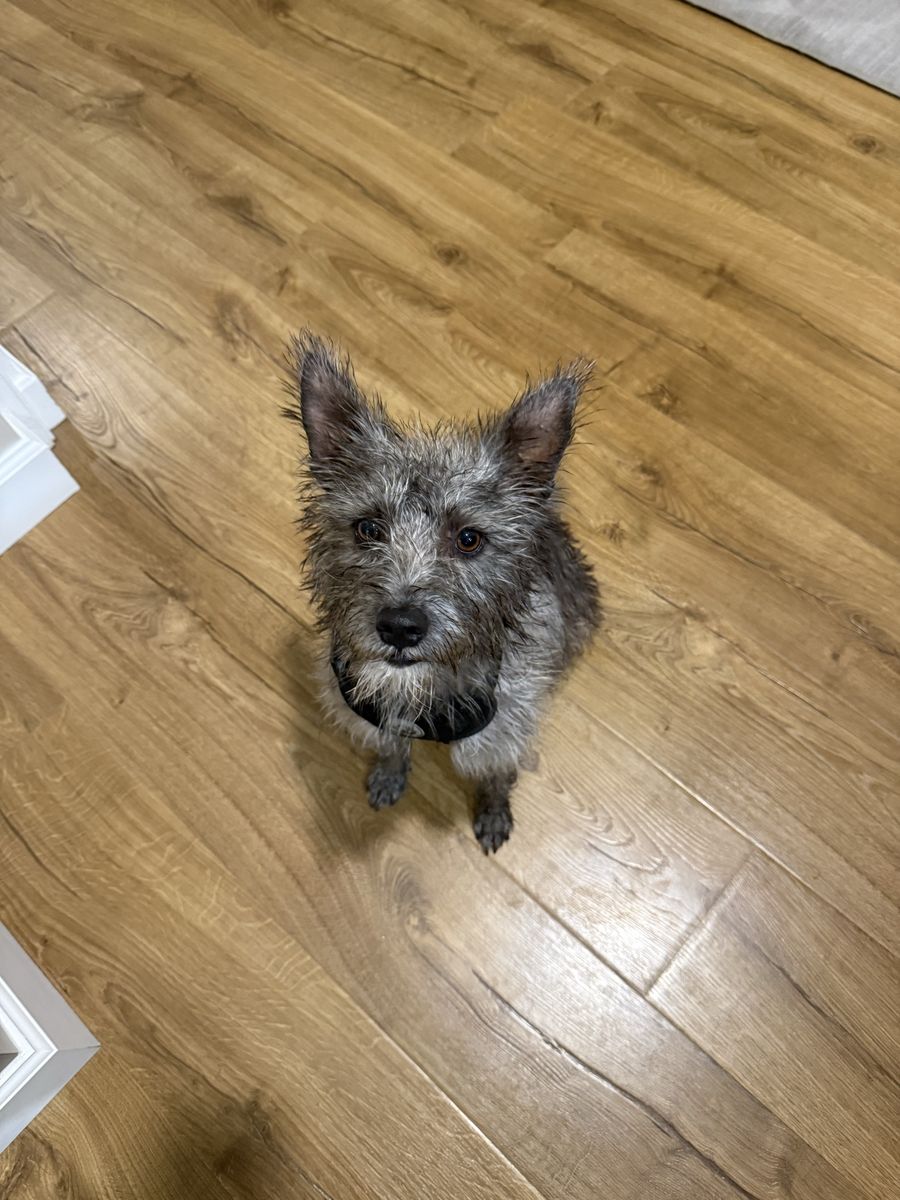 Ruth - Sweet 2yr old Terrier Mix 