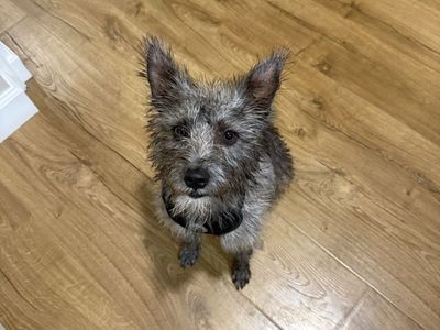 Ruth - Sweet 2yr old Terrier Mix