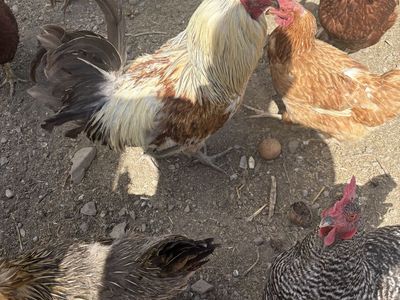 Free rooster