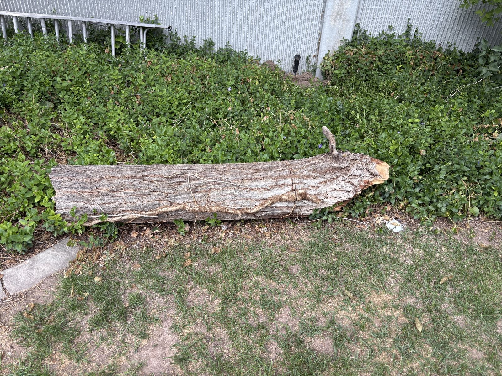 Can anyone use a very dry log? Read Description
