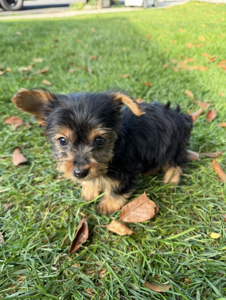 Yorkshire Terrier (Yorkie) Puppies Yorkies pups | Dogs | KSL Classifieds