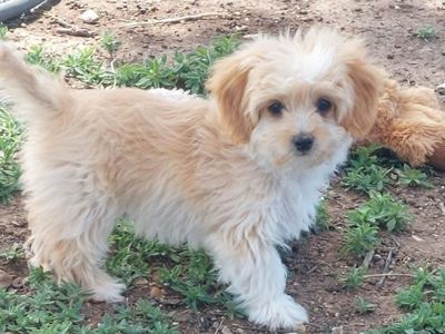 Malshipoo