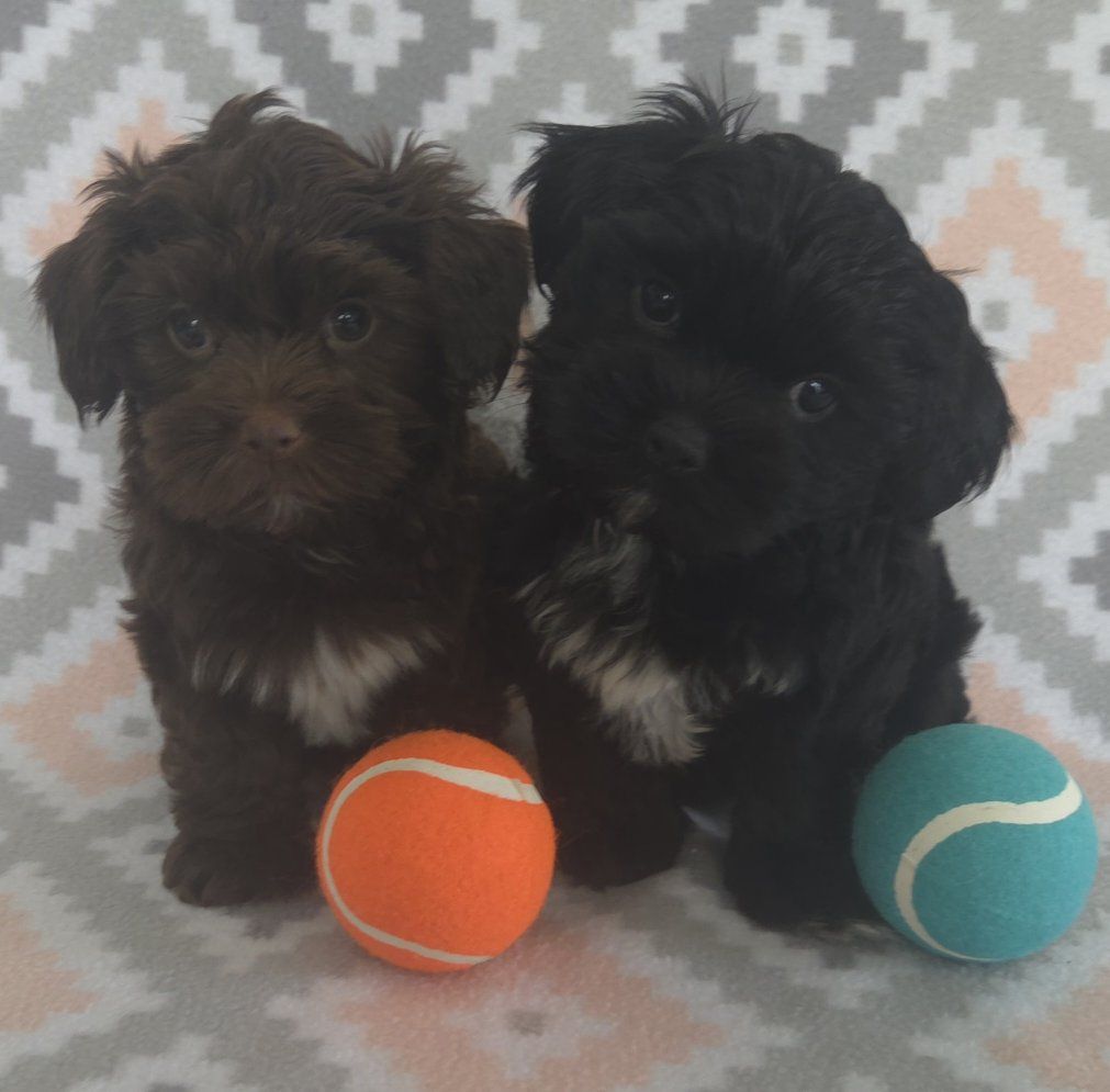 Super Cute Shorkie Puppies!