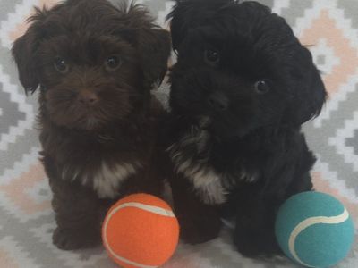 Super Cute Shorkie Puppies!