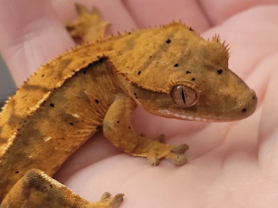 Baby Female Dalmation Crested Gecko