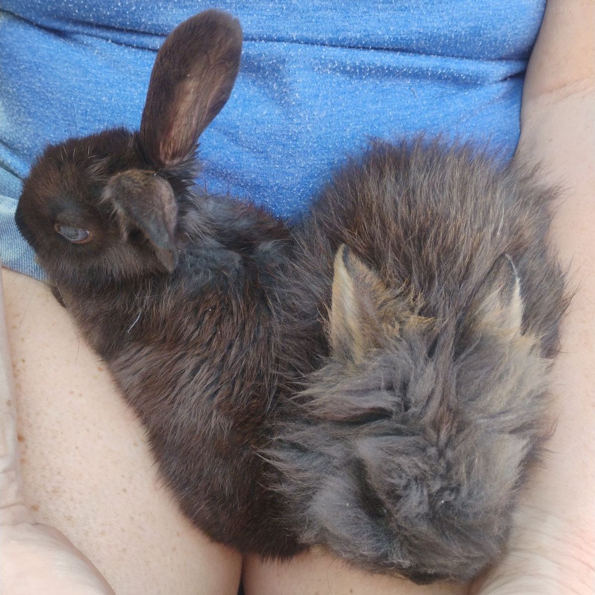 baby bunnies