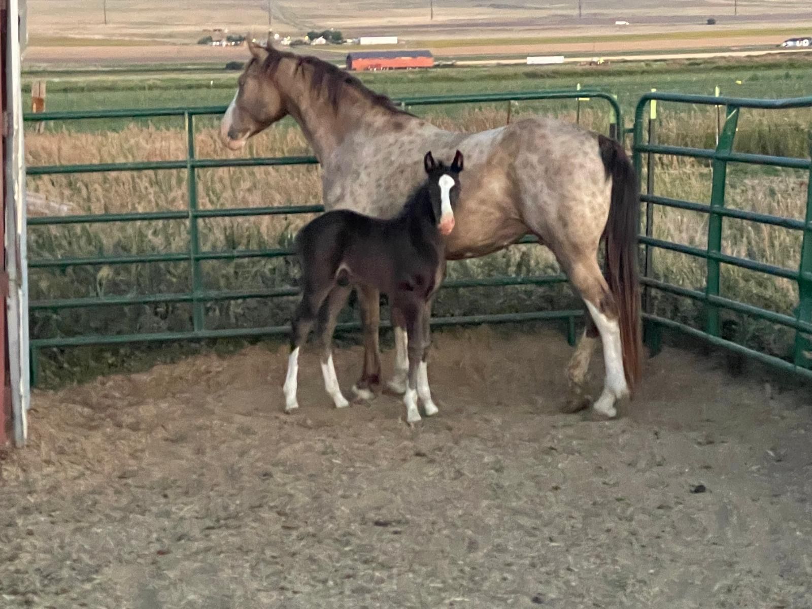 Registered Fox Trotter
