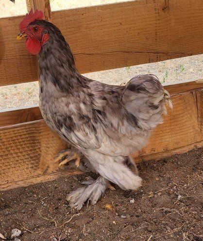 Brahma Bantam Rooster