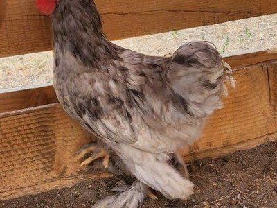 Brahma Bantam Rooster