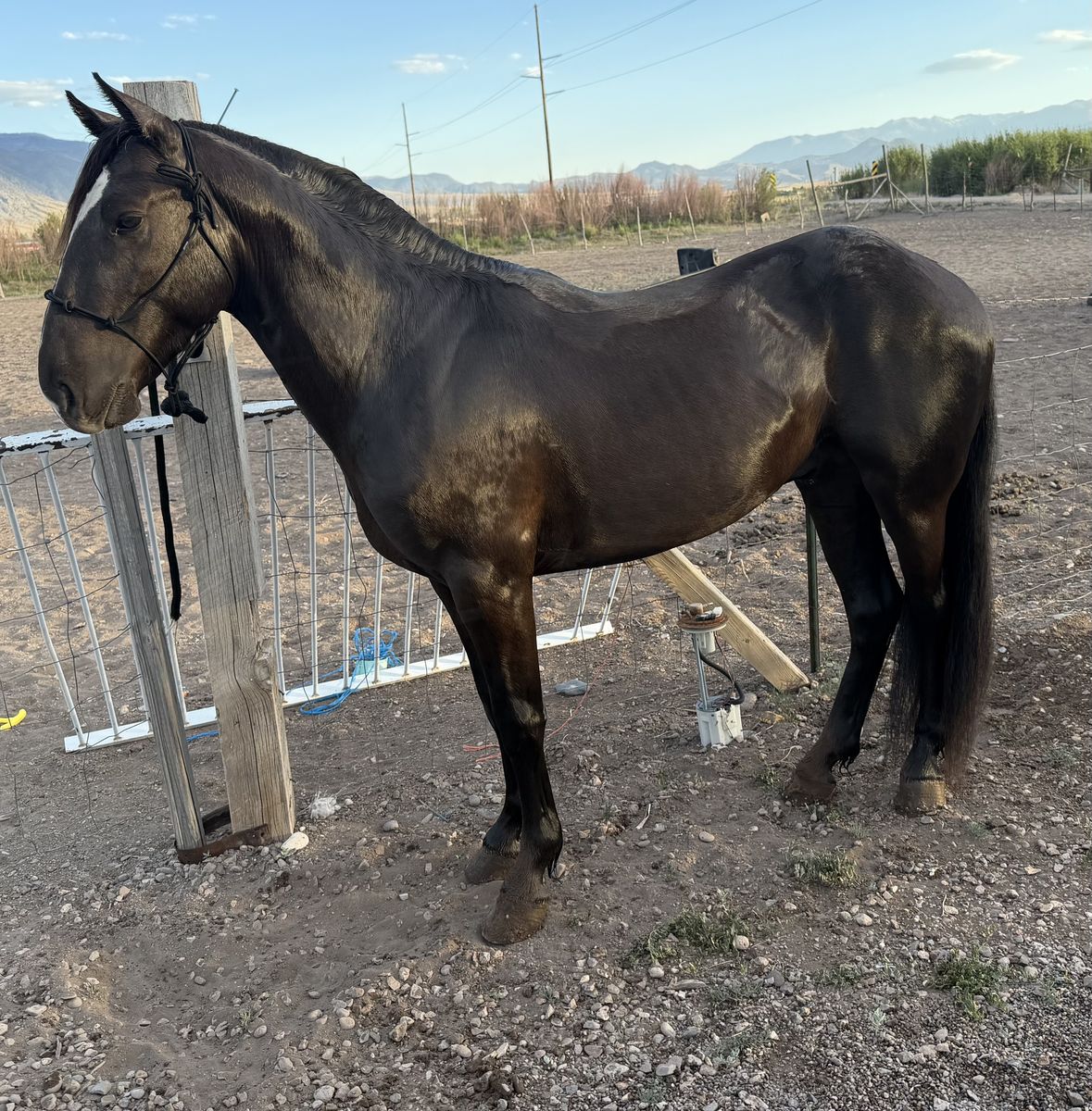 Grade Quarter Horse