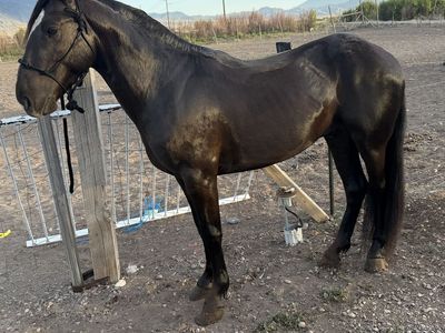 Grade Quarter Horse