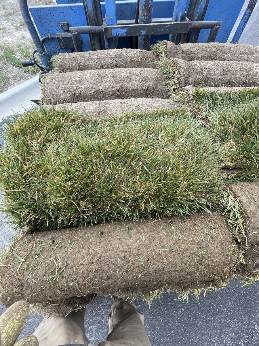 Fresh Kentucky Bluegrass Sod