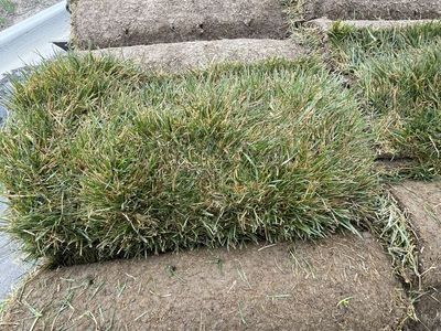 Fresh Kentucky Bluegrass Sod