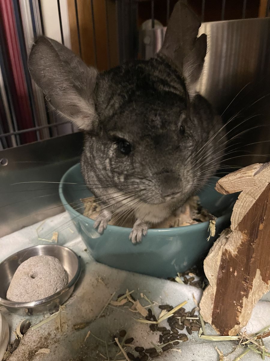 Chinchilla for Adoption: Sherman