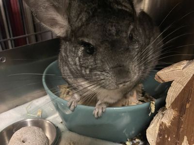Chinchilla for Adoption: Sherman
