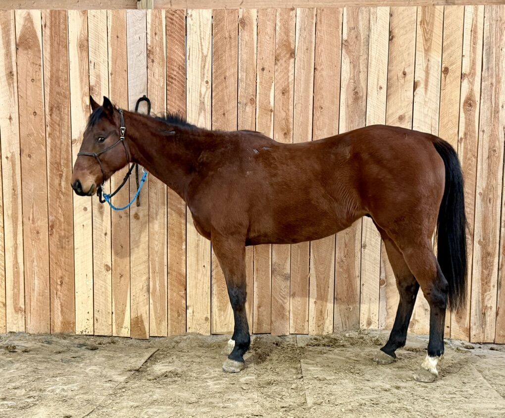 Nice Barrel Prospect