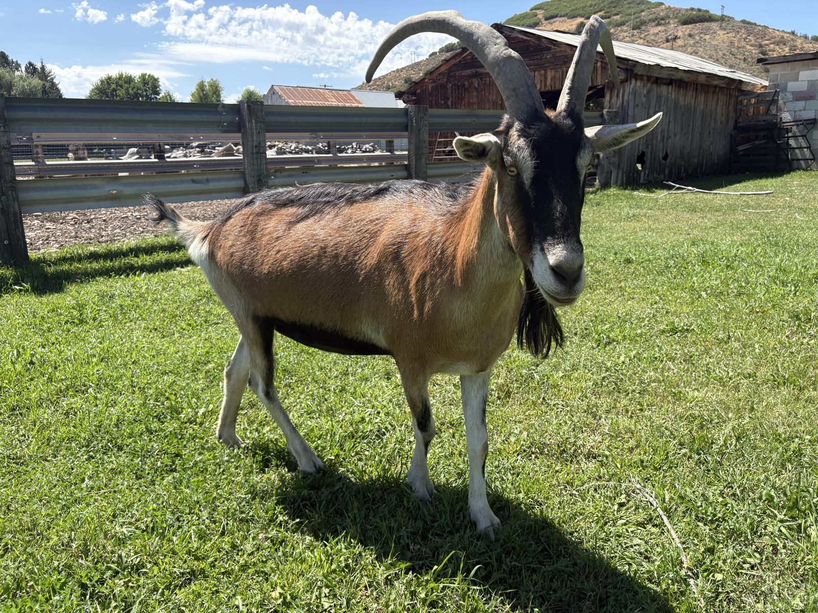 2 Excellent Pack Goats w/ Gear