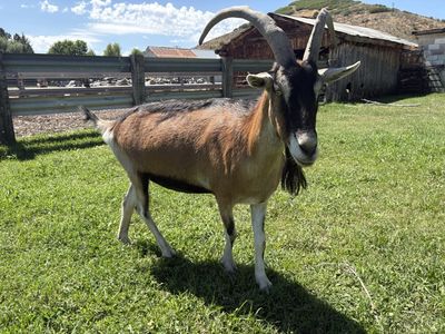 2 Excellent Pack Goats w/ Gear