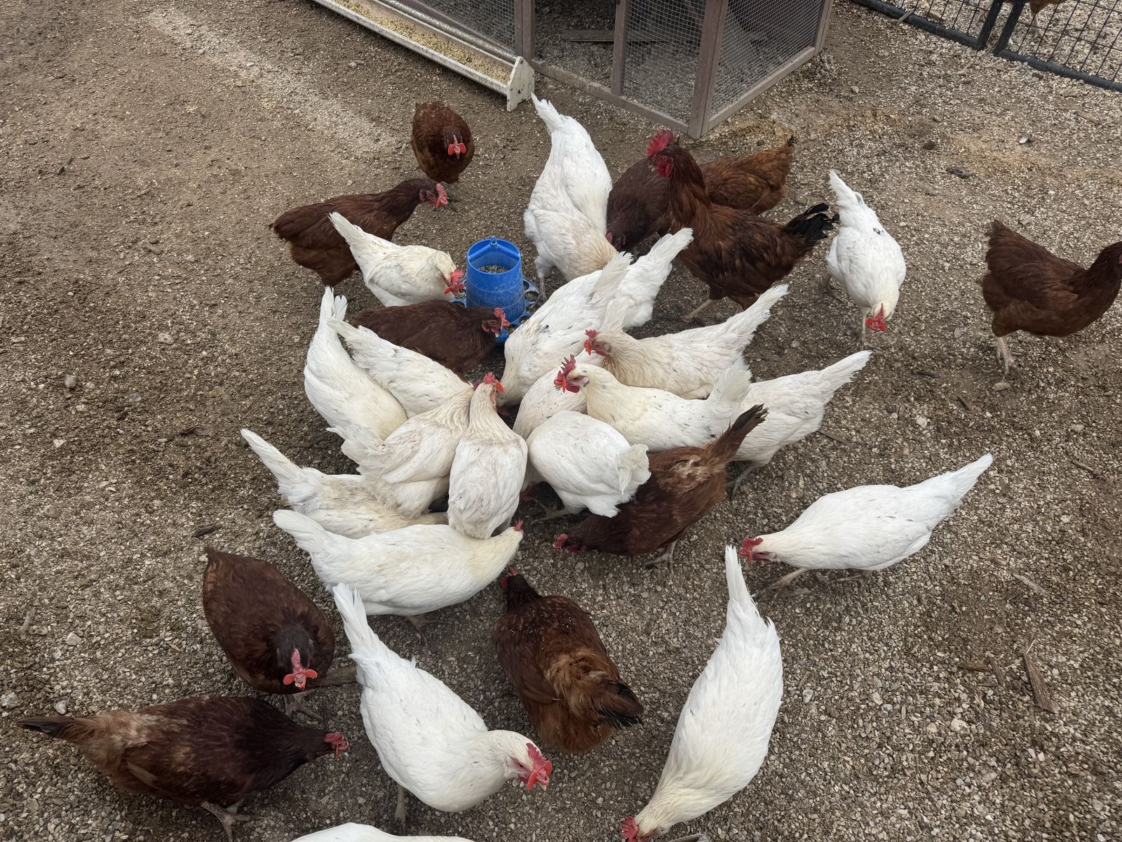 *5 & 6 Month Old Rhode Island Reds and White Leghorn/Rhode Island Reds Chickens*