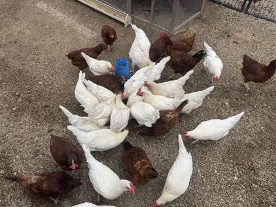 *5 & 6 Month Old Rhode Island Reds and White Leghorn/Rhode Island Reds Chickens*