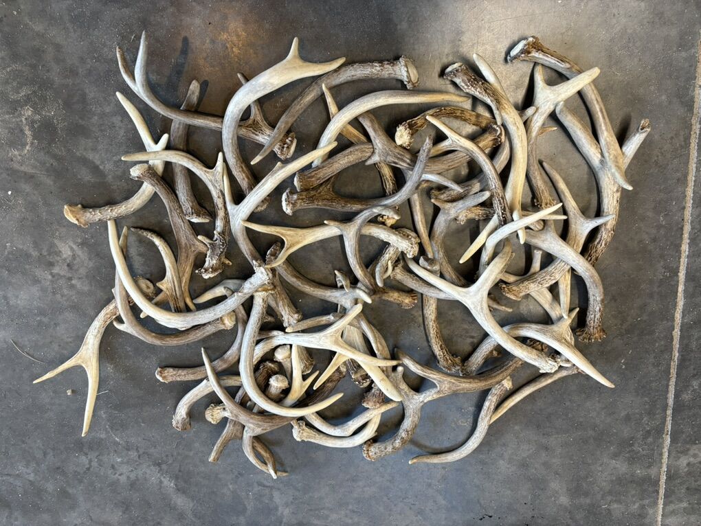 Small Deer Shed Antlers