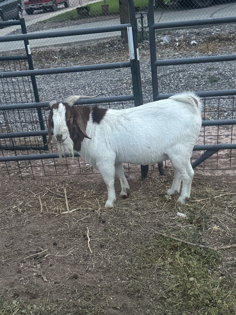 Boer Billy