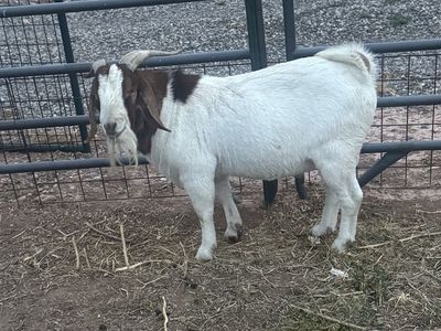 Boer Billy