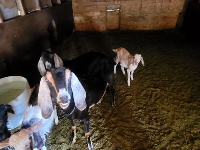 Goats