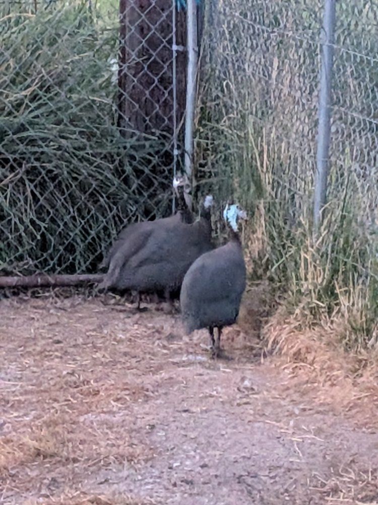 guineas