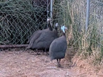 guineas