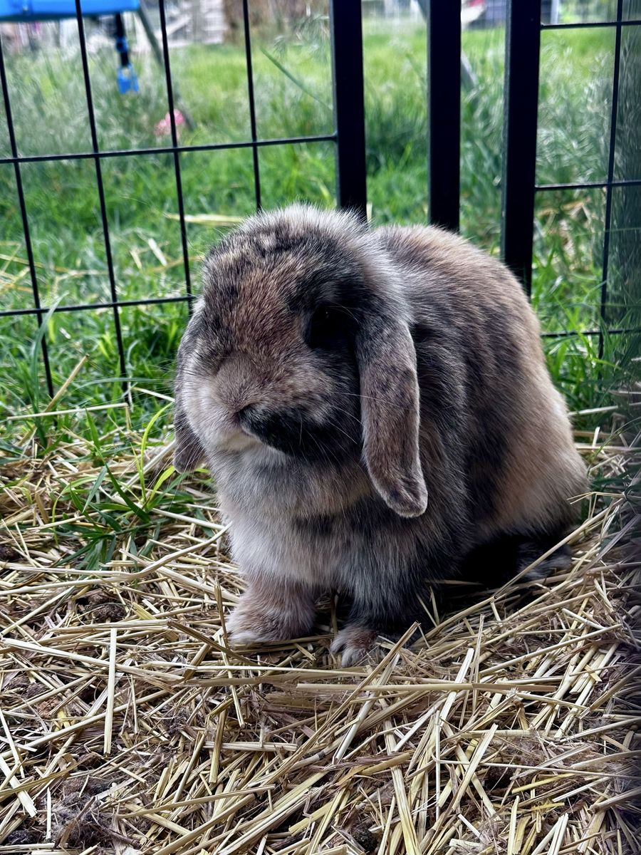 Holland Lop Doe- Exposed to Buck
