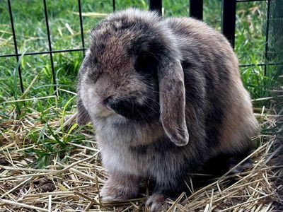 Holland Lop Doe- Exposed to Buck