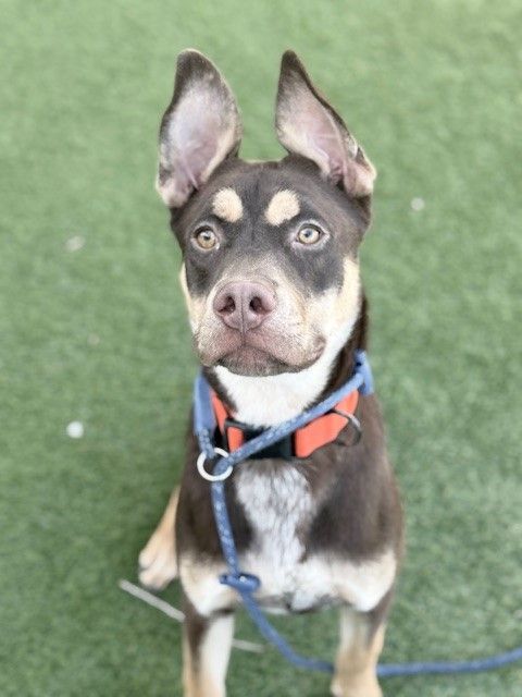 A159782 Talkie is Available for Adoption!