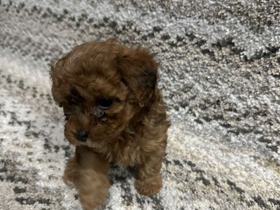 Teddy Bear Yorkiepoo Puppies Hypoallergenic
