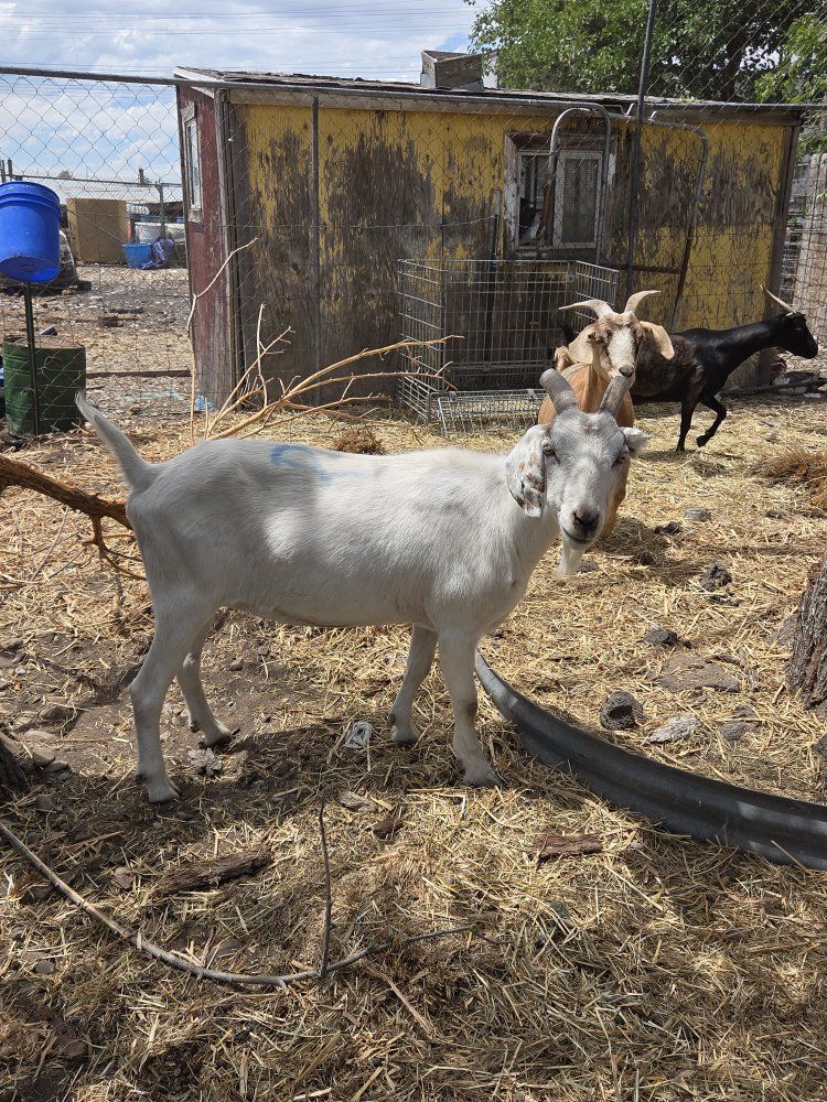 GOATS