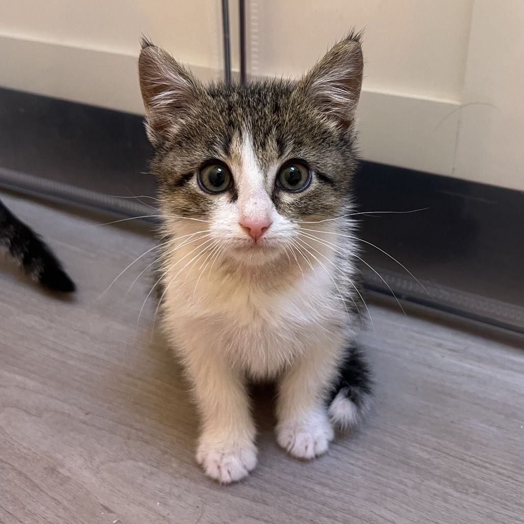 Hello my name is Porsche