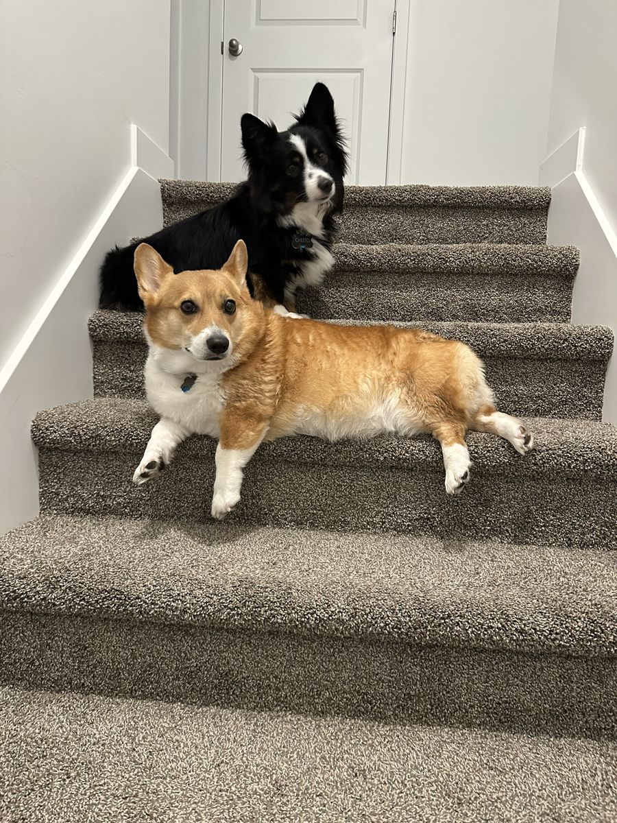 2 Corgis Rehome