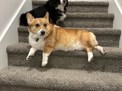 2 Corgis Rehome