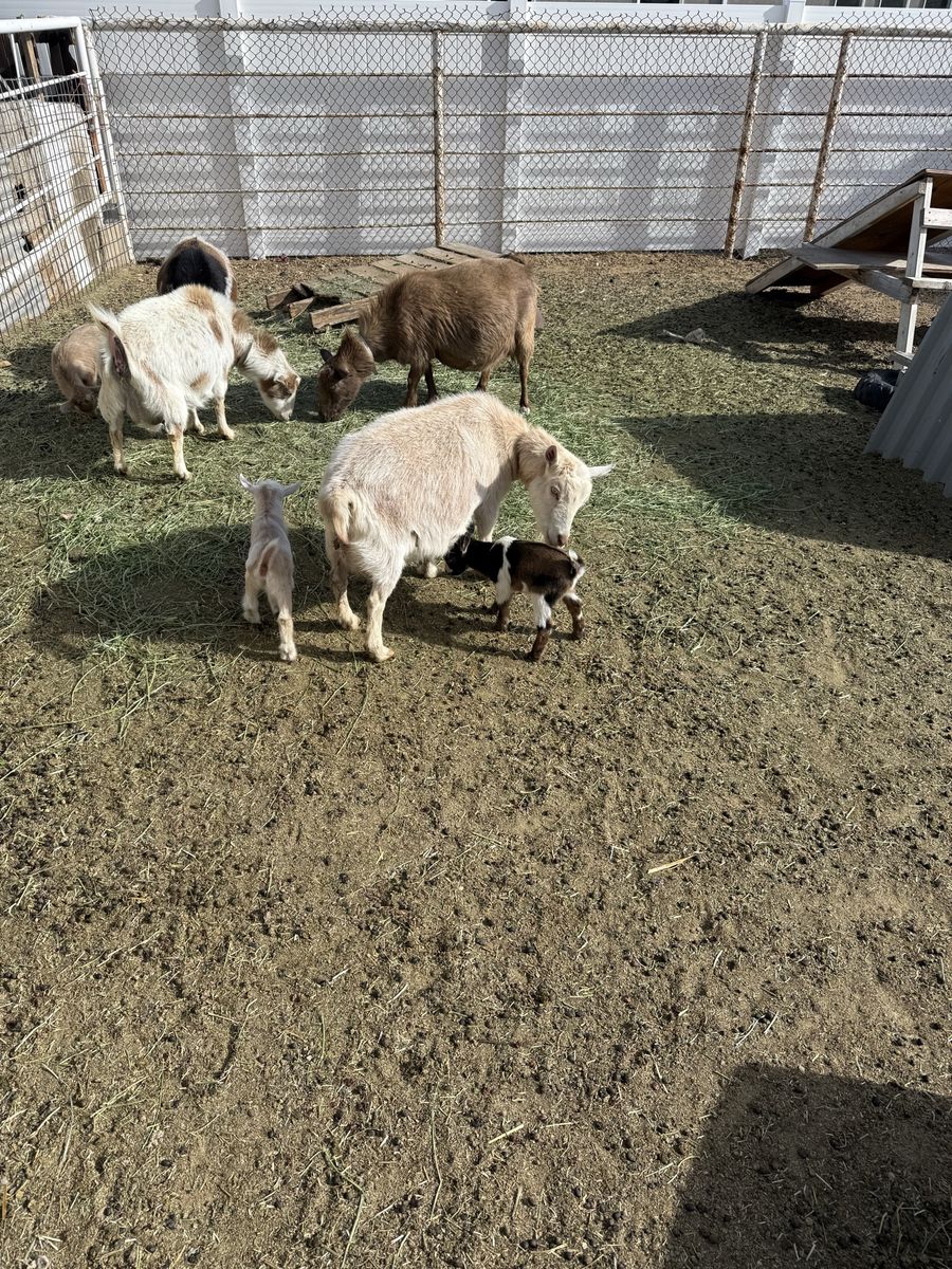 Baby Nigerian Dwarf Goats