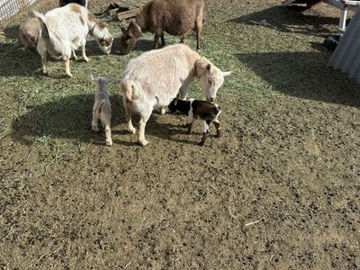 Baby Nigerian Dwarf Goats
