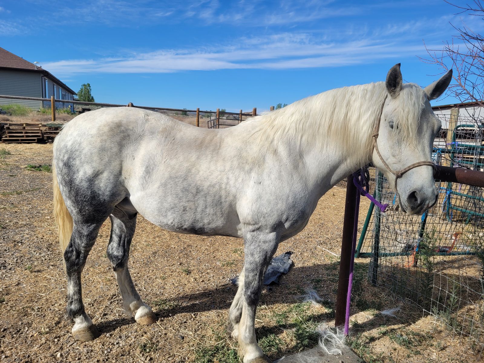 4year old percheron cross gelding