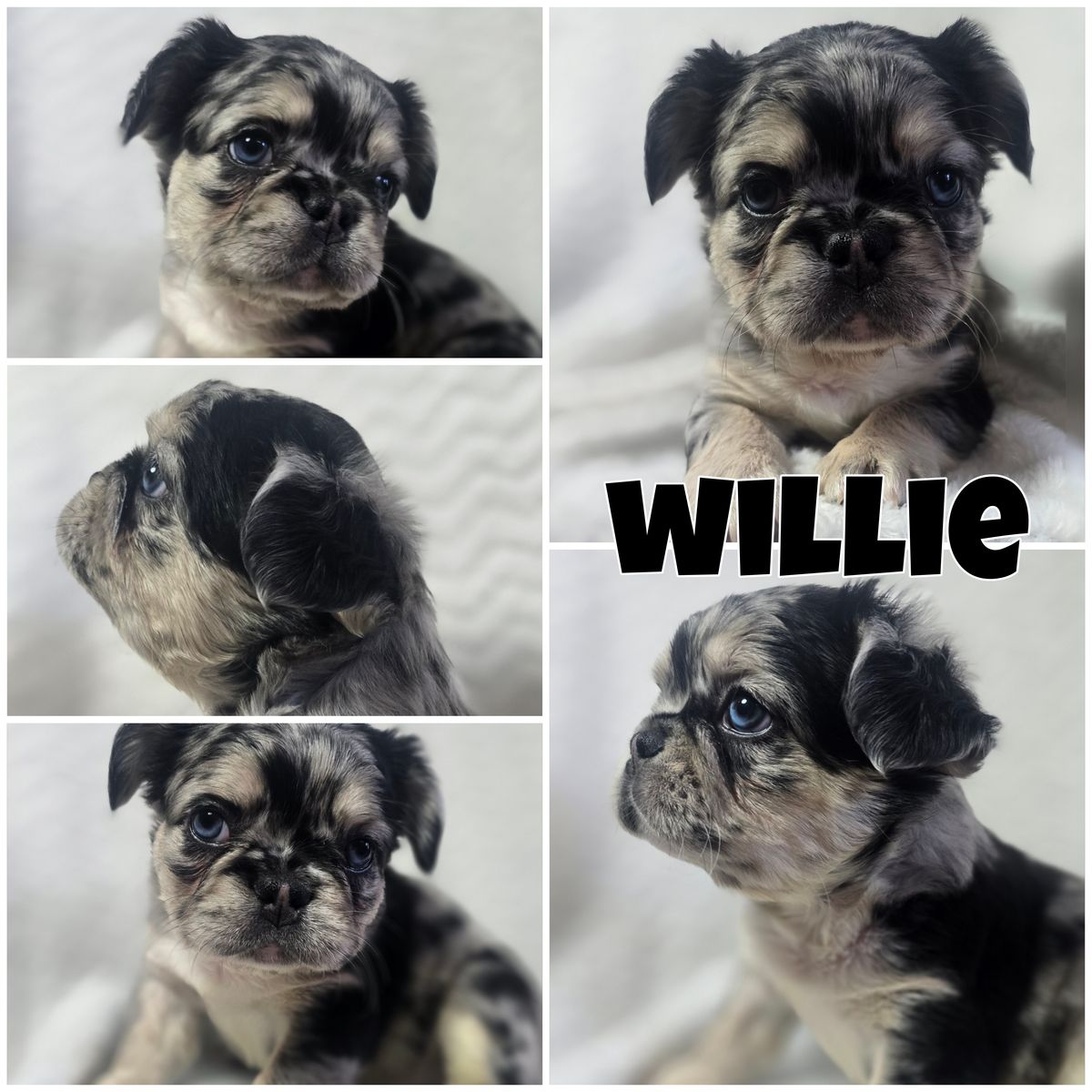 Fluffy French Bulldog Puppies
