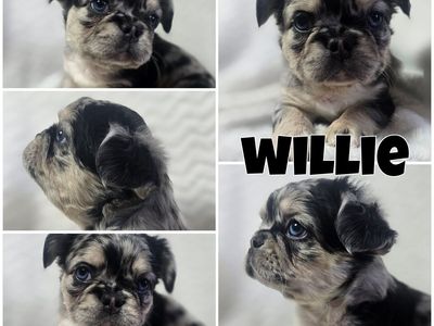 Fluffy French Bulldog Puppies