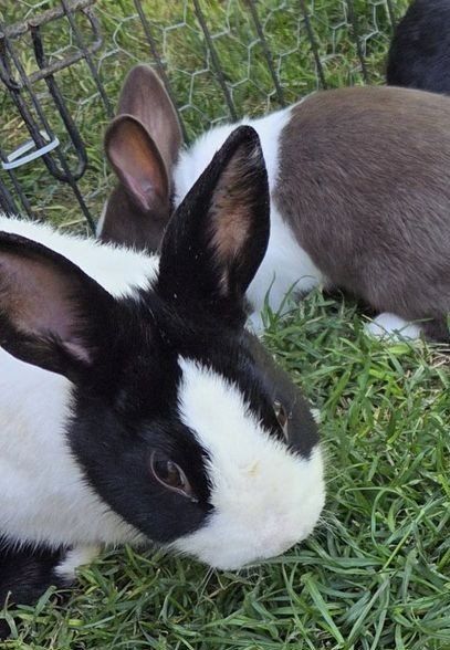 Dutch Bunny Rabbits